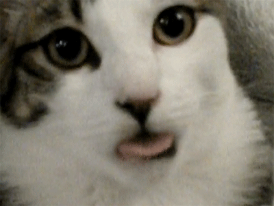 6 Outdated Design Elements that Make Your Store Ugly outdated designs cat gif