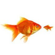 Thumbnail images SHow to Avoid Issues During VirtueMart to Magento Migration